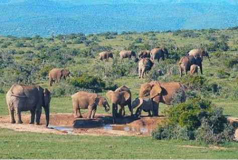 De Koija case in Kenia