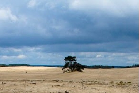 Amsterdam, Veluwe en Limburg aan kop