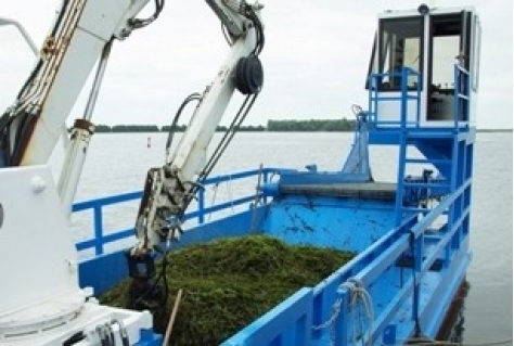 Waterplanten uit Randmeren