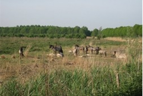 Amerikanen vinden Oostvaardersplassen Crazy