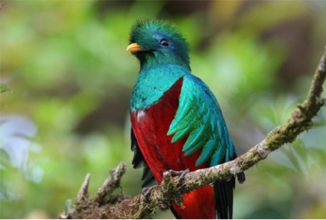 Het geheim van de quetzal