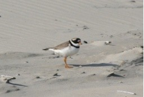 Duizenden wandelaars en fietsers naar vogelparadijs Boschplaat Terschelling