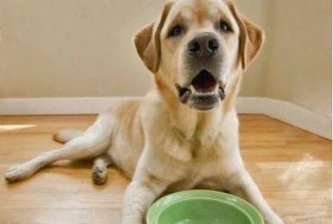 Tijdelijk honden- en kattenrestaurant in Amsterdam (met video)