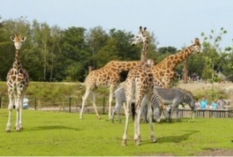 Safaripark Beekse Bergen voor beleving Kenia