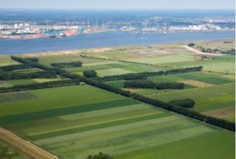 Nieuwe getijdennatuur Hedwigepolder gaat door