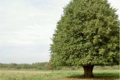 Nederlandse Klimaatcoalitie maakt land klimaatneutraal