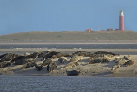 VVV Texel gaat kaartjes lokale attracties en evenementen verkopen