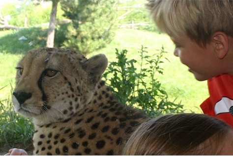 Drie dierentuinen failliet