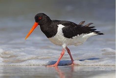 Aantal weidevogels daalt sterk