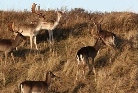 Zandvoort strandbestemming? Nee, themamaand wild