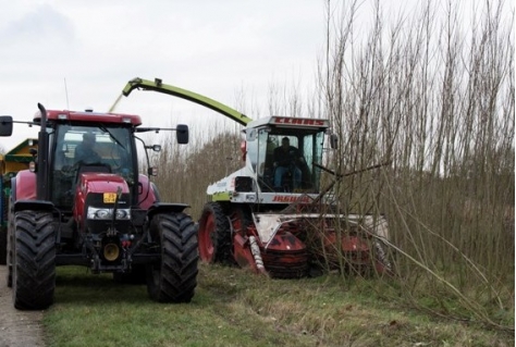 Wilgenoogst voor verwarming SchatEiland Zeumeren