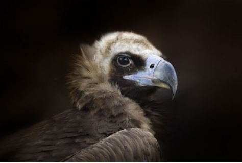 GaiaZOO gaat investeren