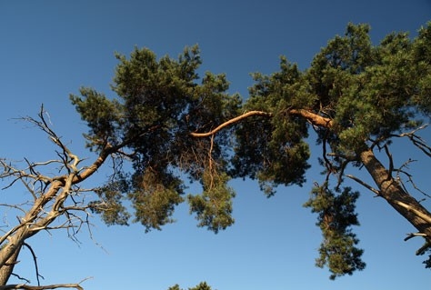 Landal GreenParks stapt over op windenergie van Greenchoice