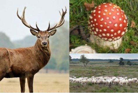 Start verrassend reisbedrijf voor Nederland en België