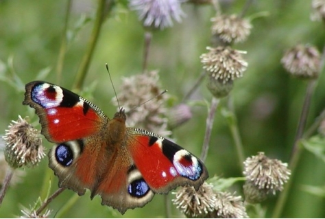 Bedreigde vlinderpopulaties groeien weer