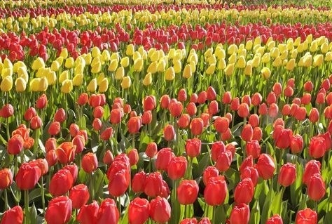 Tulp voor Schiphol