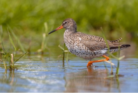 Recreatie- en natuurorganisaties maken samen Gedragscode Waterrecreatie IJsselmeergebied 