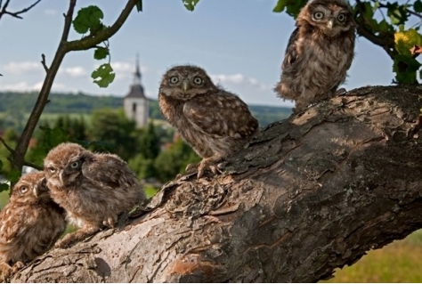 Veluwe startpunt campagne Duitse natuur