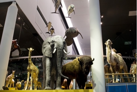 Naturalis teleurgesteld na stopzetten verbouwing. Stad Leiden zal bezoekers missen