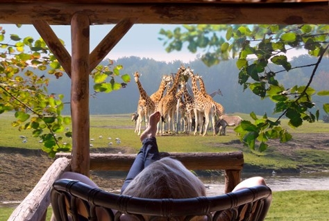 Wildlife observeren vanuit je eigen vakantiebungalow