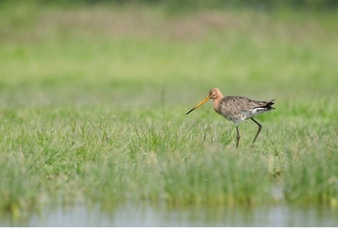 Extra geld voor agrarisch natuurbeheer