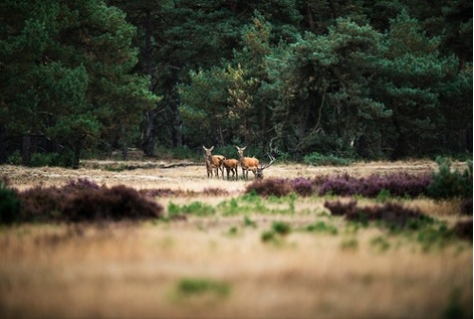 Petitie tegen laag vliegen over de Veluwe bijna 25 duizend keer getekend