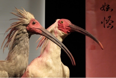 Naturalis maakt Siebold tentoonstelling voor Japan