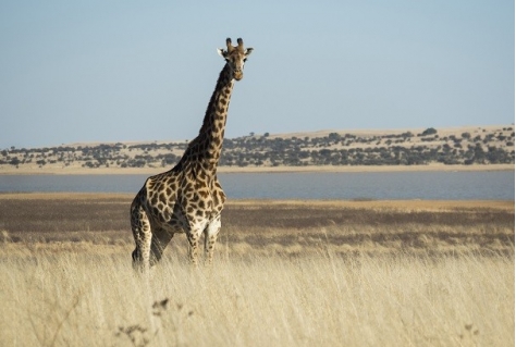 Blijdorp werkt samen met Wildlife Filmfestival Rotterdam