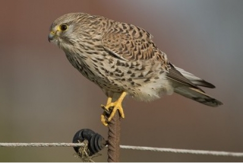 44% broedvogels op Rode Lijst