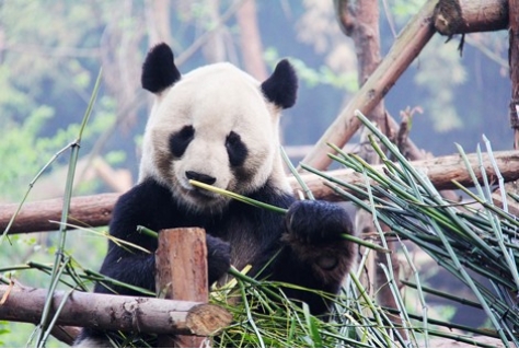 Wat hebben de pandas Ouwehands Dierenpark Rhenen opgeleverd?