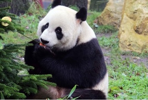 Panda’s zorgen voor bezoekersrecord Ouwehands Dierenpark