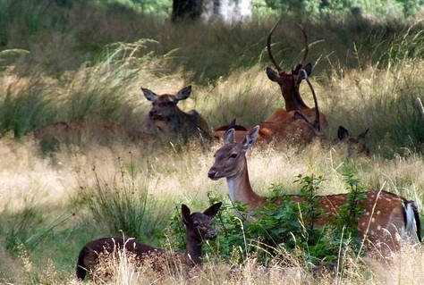 Veluwe verwacht veel bezoekers na film Wild