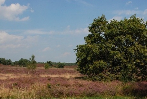 Beheerplan Natura2000 voor de Veluwe goedgekeurd