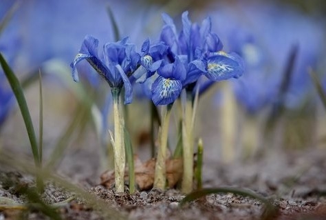 Keukenhof mikt op meer dan 1 miljoen bezoekers