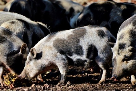 Verhaal achter varkensvlees is geld waard