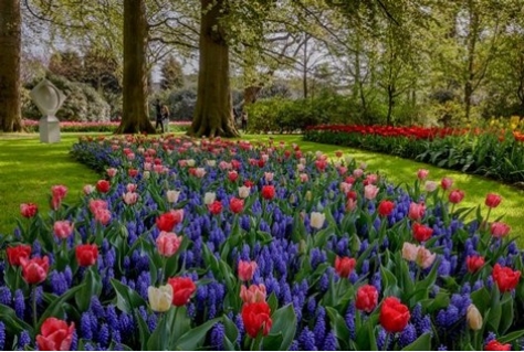 Goed seizoen voor Keukenhof 