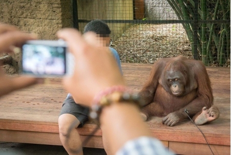 Bali hel voor dieren in parken gericht op toeristen