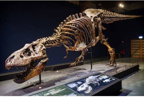 Recordaantal bezoekers T. rex Trix in Barcelona