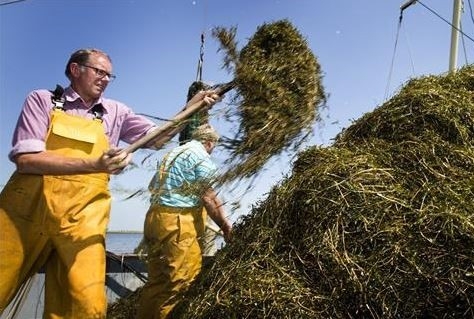 Ook Flevoland levert bijdrage aan maaien vaarroutes