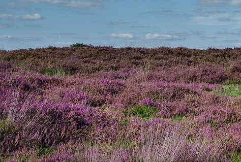 Nieuw begin voor Holtense Heidemars