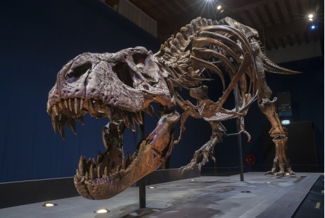 Leidse T rex trekt al 1 miljoen bezoekers