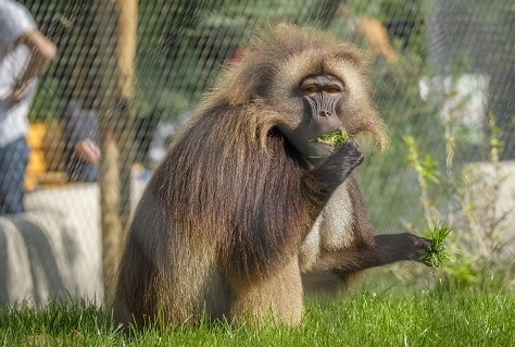 Goed jaar voor Diergaarde Blijdorp ondanks grote weersverschillen