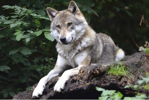 Wolven vestigen zich op de Veluwe