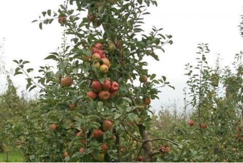 Voedselbos Emmeloord adopteert fruitbomen en struiken