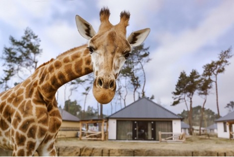 Vakdag Het Vakantiepark van de Toekomst 2019