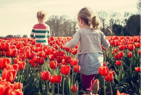 Tulpenkwekers zijn schade aan velden zat (Video over de campagne)