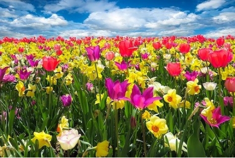 Drukke Paasdagen voor Keukenhof