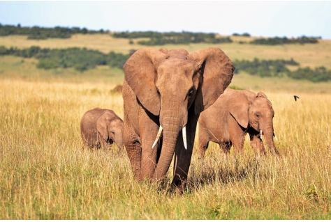 Summer of Africa in Beekse Bergen