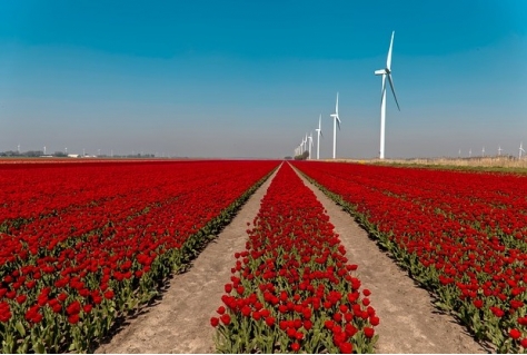 Duin- en Bollenstreek wil meerdaags wandelevenement