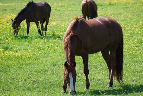 Wandelroute naar reddingsactie Dobbepaarden compleet